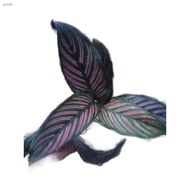 ◘Available live plants for sale (Calathea Pink Stripe)