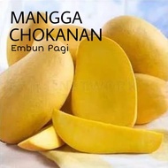 Anak Pokok Mangga Chokanan Hybrid