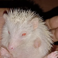 READY LANDAK MINI ALBINO BETINA YUK DI ORDER