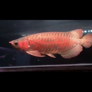 Ikan arwana super red monster