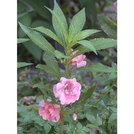 seeds biji benih BUNGA KEEMBONG BALSAM FLOWER Plant mydah s
