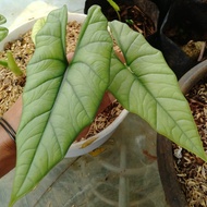 tanaman hias alocasia bisma