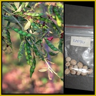 ✙ ◸ ✼ kadyos / kardis /pigeon pea (homegardening)