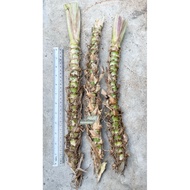 [Rumah Bunga]Benih Pandan Napier | Dwarf Napier | Daun Napier | Murah | Keratan Segar