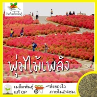 เมล็ดพันธุ์ พุ่มไม้เพลิง 100 เมล็ด Kochia Trichophylla เมล็ดพันธุ์แท้ นำเข้าจากต่างประเทศ ปลูกผัก สว