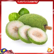 Sukun Pokok Sukun Kahwin Bread Fruit Tree