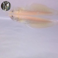 ikan arwana silver albino