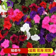 【多西多】矮牽牛花種子室內陽臺植物盆栽多年生垂吊耐熱耐旱花觀賞花卉種籽