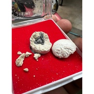 Lp Sakorn 龙婆沙空～ 转运“派古慢路嗡必达”龙坡萨空2548～此尊年份2548，珠里有必打佛Yant Ha Praikuman Lp Sakorn Wat Nongkrap