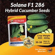 Benih Timun 286 Solana F1 Hybrid Cucumber Seeds [35 seeds/1,800 seeds] Soon Huat Seeds