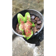 Keladi Butterfly Caladium Butterfly