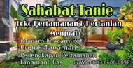 Fix Bibit Tanaman Jeruk Nipis//Pohon Jeruk Nipis