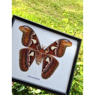 Butterfly Staff "Butterfly Wings"