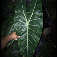 Alocasia Longiloba ( pokok / plant )