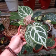 REALPICK #ANTHURIUM SILVER TIGER X FORGRTY