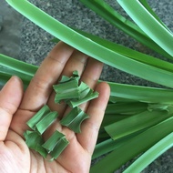 Dried pandan leaves