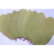 Dried Guava Leaf Tea Reduces Excess Fat, cholesterol And Controls Diabetes (500g)