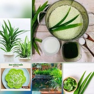 Pandan leaf tree