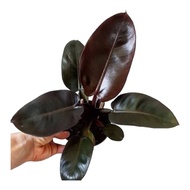 กุมารดำเรียกทรัพย์ แบล็คคาดินัล กระถาง 6 นิ้ว 5-6 ใบ(Philodendron black cardinal)