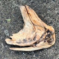 魚木混諸　台灣黃檜雕刻件