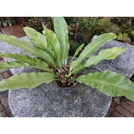 pokok langsuir giant 3kaki