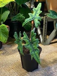 Alocasia ‘Jacklyn’ 傑克琳海芋盆栽 家居植物 hybrid plant