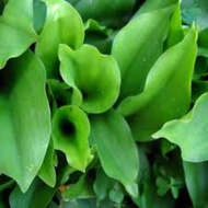 Pokok Cekur/Anak Pokok Cekur