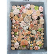 多肉植物生石花🌸屁屁花🌸 Lithops Live succulent