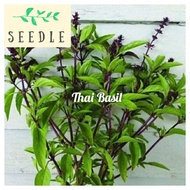 Thai Basil Seeds | Biji Benih Selasih Thai