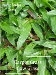 Cow Grass Seeds - (It's a seed, not a plant!) - Mango Garden