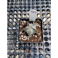 Augustfame - Astrophytum Myriostigma cv Onzuka 5 rib 50 恩冢鸾凤玉 cacatus succulent