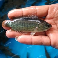 Bibit ikan betok papuyu