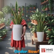 002 White Rattan Basket Designs pots for plants Large Size Diameter 9.5" x 12" 8" Big White Pot