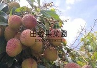 2025年【田金果菜園】玉荷包荔枝＊禮盒裝• 高雄大樹荔枝禮盒/伴手禮