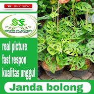 BARANG TERLARIS !!! janda bolong/tanaman hias/tanaman janda bolong