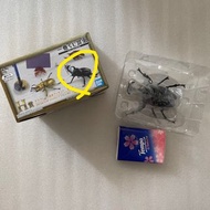 一番賞 H賞 世界昆蟲博物館 昆蟲 昆虫