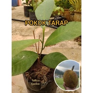 ANAK POKOK BUAH TARAP