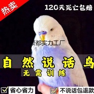Pet UA9X Ornamental Bird Black Phoenix Speaking Parrot Living Ornamental Bird Young Bird Budgeria Pe