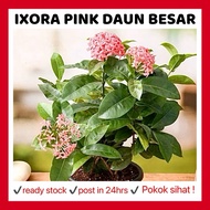 RINA • ixora pink daun besar • pokok hidup coccinea jejarum pecah periuk siantan seganding jantan Po