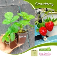 🔥Pokok matang strawberry tanah rendah tahan lasak (live plant)🔥