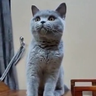 british shorthair kucing betina ped wcf