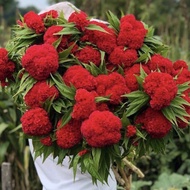 1 pack/ 20pcs  seeds bunga balung ayam bulat
