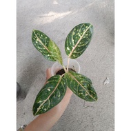 ♞Aglaonema different Varieties