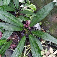 tanaman lynette philodendron linet lynette size besar
