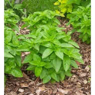 [2024 seeds] Genovese Basil Dolce Fresca - 50/100 seeds