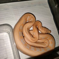 retic tiger lavender albino