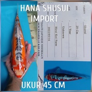 ikan koi import jumbo hanashusui ready showa kohaku chagoi karasi dll