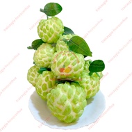 Fake fruit, 10 custard apple, model fruit, fake fruit - home decoration