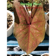 Caladium Burning Heart USA,warna sgt cantik&amp;rare