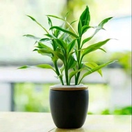 Victory Seed Lucky Bamboo Plant